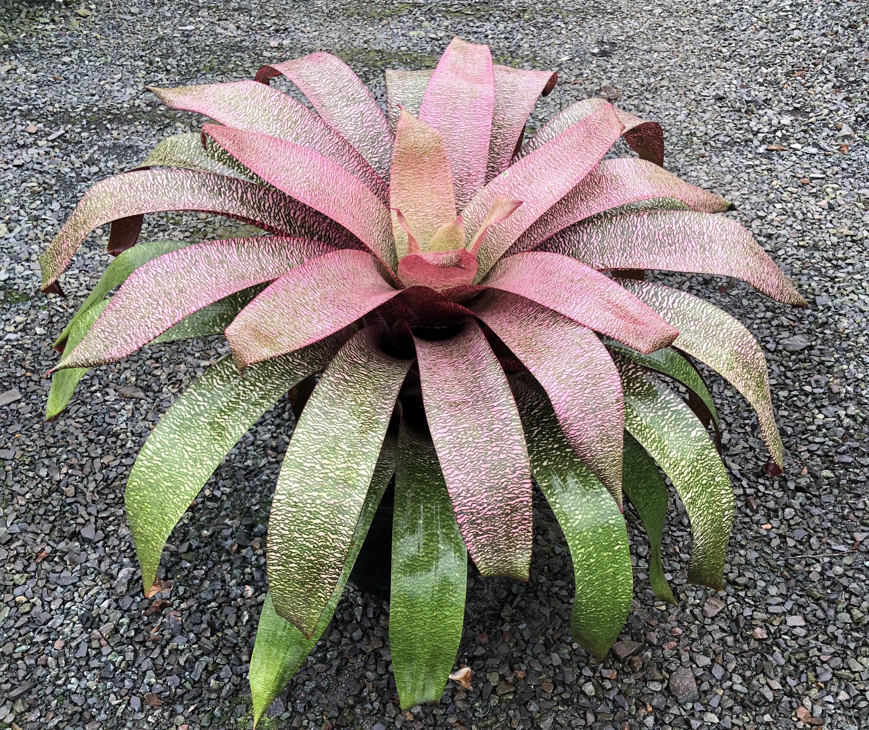 All Plants | Fantastic Gardens Hawaii